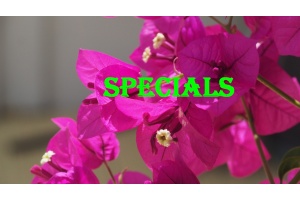 specials